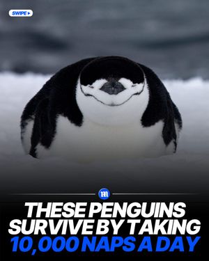 Image post by @dailymail on Instagram