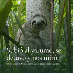 Image post by @fundacionloros on Instagram