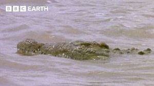 Video post by @bbcearth on YouTube