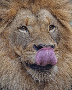Image post by @sandiegozoo on Instagram