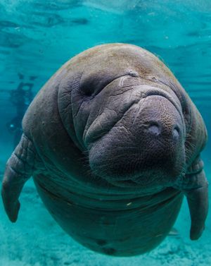 Image post by @sealegacy on Instagram
