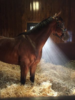 Image post by @theTDN on Twitter