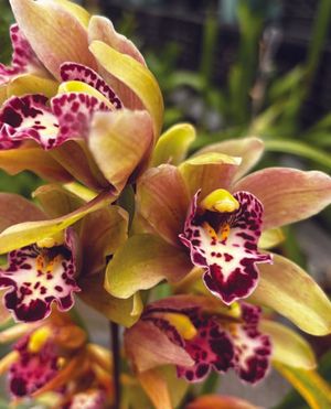 Image post by @ahs_gardening on Instagram