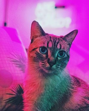 Image post by @mikediva on Instagram