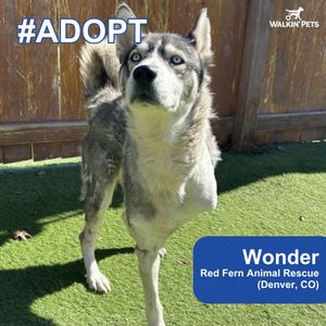 Image post by @walkinpets on Instagram