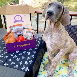 Image post by @petco on Instagram