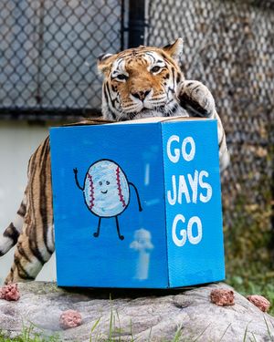 Image post by @thetorontozoo on Instagram