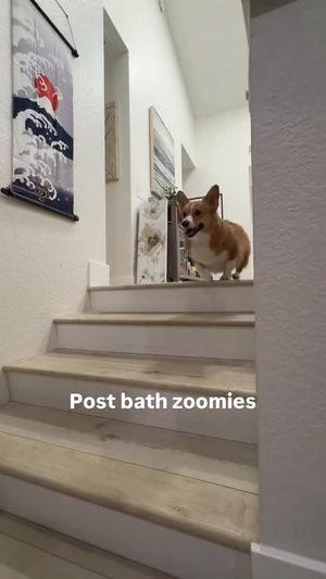 Image post by @ziggythecorg on Facebook