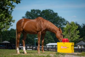 Image post by @kyhorsepark on Instagram