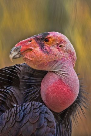 Image post by @AnimalPlanet on Twitter