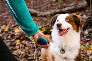 Image post by @triumphpetfood on Instagram