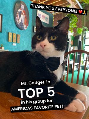 Image post by @thefriskywhiskeratl on Instagram