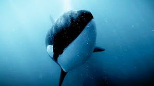 Video post by @bbcearth on YouTube