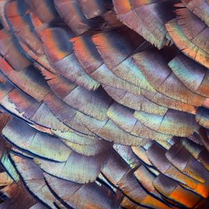 Image post by @discovery on Instagram