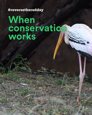 Image post by @rewild on Instagram