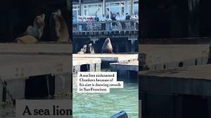 Video post by @nytimes on YouTube