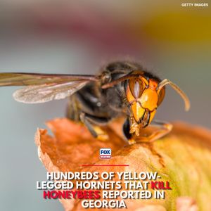 Video post by @foxweather on TikTok