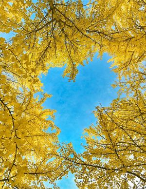 Image post by @igdc on Instagram