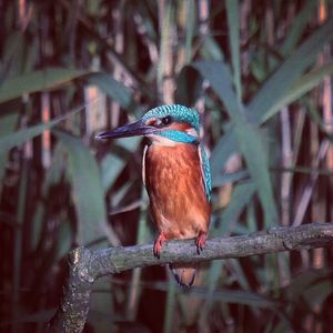 Image post by @rspb on Instagram