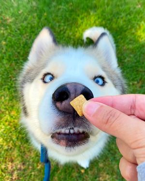 Image post by @charlee_bear_dogtreats on Instagram