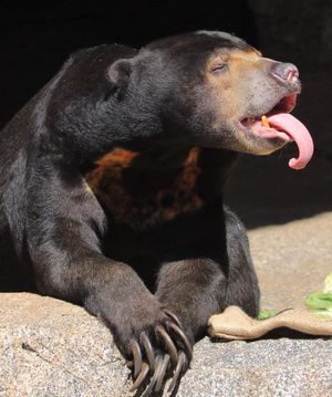 Image post by @sandiegozoo on Instagram