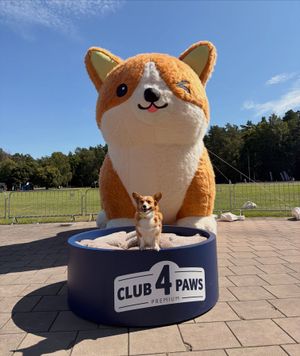 Image post by @ziggy_thecorg on Instagram