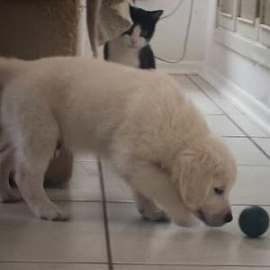 Image post by @mikethewhitegolden on Instagram