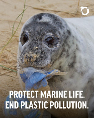 Image post by @oceana on Instagram