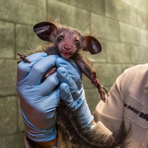 Image post by @sandiegozoo on Instagram