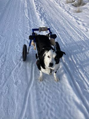 Image post by @walkinpets on Instagram