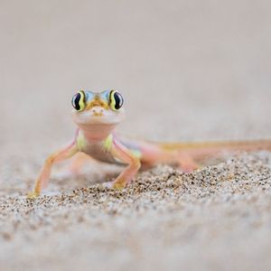 Image post by @animalplanet on Instagram