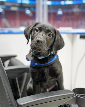 Image post by @canuckspup on Instagram