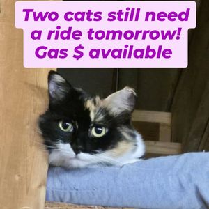 Image post by @northmeckanimalrescue on Instagram