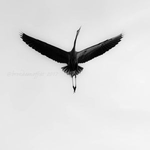 Image post by @brendamoffitt on Instagram