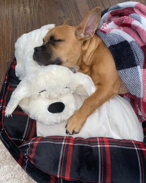 Image post by @originalsnugglepuppy on Instagram