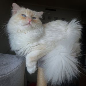 Image post by @brunrik.and.pyrene.ragdolls on Instagram