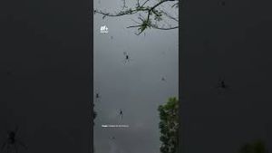 Video post by @nmasunivision on YouTube
