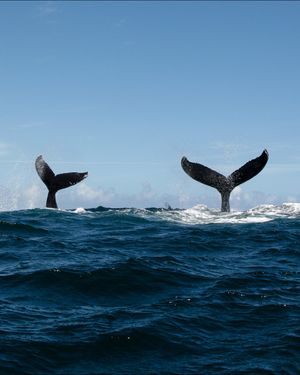 Image post by @oceana on Instagram