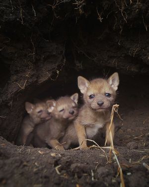 Image post by @bbcearth on Instagram