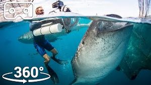 Video post by @bbcearth on YouTube