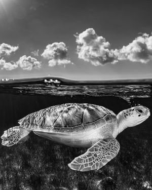 Image post by @sealegacy on Instagram