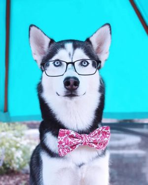 Image post by @evolvepetfood on Instagram