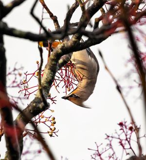 Image post by @rspb on Instagram