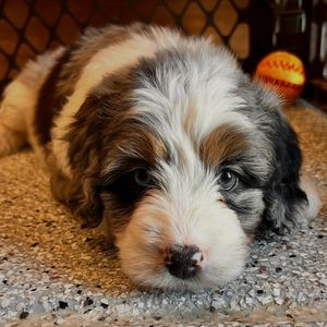 Image post by @castlerockbernedoodles on Instagram