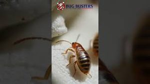 Video post by @bugbustersusa on YouTube