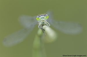 Image post by @rspb on Instagram