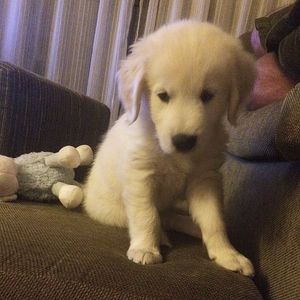 Image post by @mikethewhitegolden on Instagram