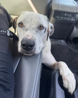 Image post by @heartsandbonesrescue on Instagram