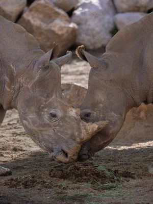 Image post by @denverzoo on Instagram