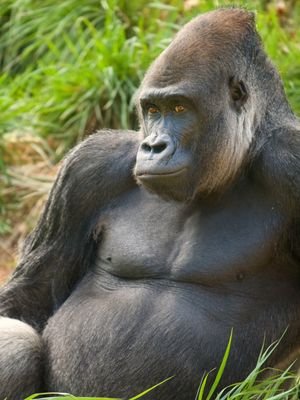 Image post by @denverzoo on Instagram